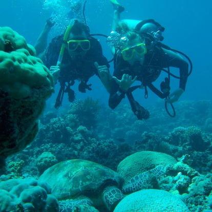 Jan Term Travel students underwater with a sea turtle