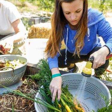 two students washing produce from the legacy garden