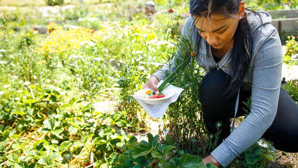 Student gardens